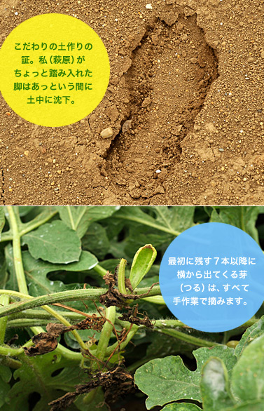 こだわりの土作りの 証。私(萩原)が ちょっと踏み入れた 脚はあっという間に 土中に沈下。最初に残す7本以降に 横から出てくる芽 (つる)は、すべて 手作業で摘みます。