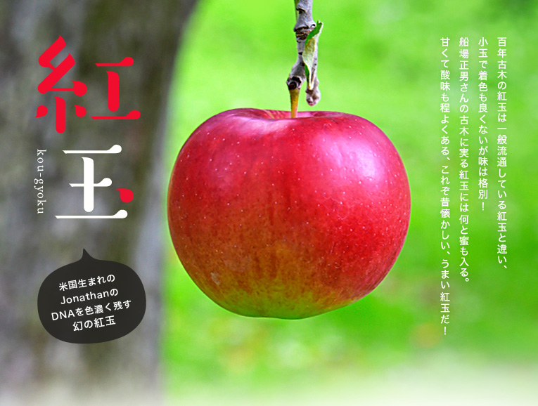 「百年の樹齢を重ねる昔ながらの紅玉 青森県産」米国生まれのJonathanのDNAを色濃く残す幻の紅玉。百年古木の紅玉は一般流通している紅玉と違い、小玉で着色も良くないが味は格別!船場正男さんの古木に実る紅玉には何と蜜も入る。甘くて酸味も程よくある、これぞ昔懐かしい、うまい紅玉だ!1804年説、1826年説の二つがある紅玉の起源。1804年は日本の文化元年、1826年は文政18年、日本人が髷を結っていた時代に生まれたリンゴです。日本には1871年に導入され、青森県内では1890年代には、広く栽培されるようになっていました。その頃は、各産地で和名をJonathan(米国の品種名)につけ、青森県内でも千成(津軽地方)とか満紅(県南地方)と呼んでいましたが、1900年に紅玉という名称に統一されました。
