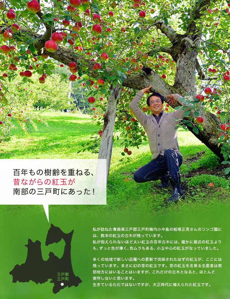 ここに、国光と紅玉の二大品種時代は完全に終わりを告げ、古い品種は切られ、消えて行く事になります。多くの紅玉もその運命を辿りました。一方で小玉と着色不良と酸が強いという紅玉の欠点?を無くす為の品種改良(選抜)も進み、現在流通する、ある程度の玉サイズがあり、全面が深紅になる紅玉への更新も進み、昔のJonathanのDNAは薄まり、正直言って、見た目は良くなっても、その紅玉らしい魅力のある味は落ちて行ったとも考えられます。百年もの樹齢を重ねる、昔ながらの紅玉が南部の三戸町にあった!私が訪ねた青森県三戸郡三戸町梅内小中島の船場正男さんのリンゴ園には、数本の紅玉の古木が残っています。私が抱えられないほど太い紅玉の百年古木には、確かに最近の紅玉よりも、ずっと色が薄く、色ムラもある、小玉中心の紅玉がなっていました。多くの地域で新しい品種への更新で伐採されたはずの紅玉が、ここには残っています。まさに幻の昔の紅玉です。昔の紅玉を名乗る生産者は南部地方にはいることはいますが、これだけの古木となると、ほとんど実存しないと思います。生きている化石ではないですが、大正時代に植えられた紅玉です。