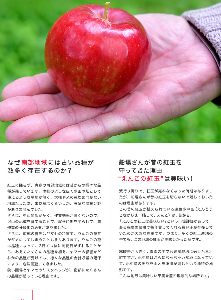 なぜ南部地域には古い品種が数多く存在するのか?紅玉に限らず、青森の南部地域には昔からの様々な品種が残っています。津軽のような広く水田や畑として使えるような平地が無く、大根や米の栽培に向かない地域だった為、果樹栽培くらいしか、有望な農業分野がありませんでした。さらに、中山間部が多く、作業効率が良くないので、沢山の品種を育てることで、収穫時期をずらして、農作業の分散化の必要がありました。さらに、南部の春先はヤマセの冷害で、りんごの花芽がダメにしてしまうことも多々あります。りんごの花は品種によって、3日ずつ位に開花日がずれることから、あえてたくさんの品種を植え、ヤマセの影響をどれかの品種が受けても、様々な品種の合計収量の確保により、危険回避してきました。狭い圃場とヤマセのリスクヘッジが、南部にたくさんの品種が残っている理由です。