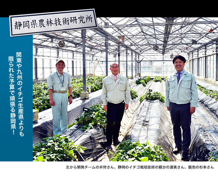 関東や九州のイチゴ生産県よりも限られた予算で頑張る静岡県!左から開発チームの井狩さん、静岡のイチゴ栽培技術の親分の渥美さん、販売の杉本さん