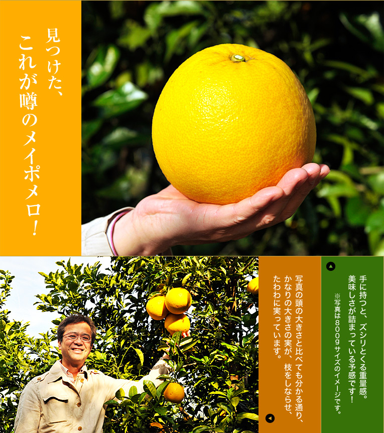 見つけた!これが噂のメイポメロ!