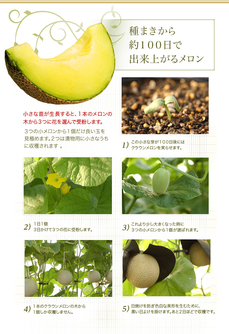 種まきから約100日で出来上がるメロン
小さな苗が生長すると、1本のメロンの木から3つに花を選んで受粉します。3つの小メロンから1個だけ良い玉を見極めます。2つは漬物用に小さなうちに収穫されます 。
(1)この小さな芽が100日後にはクラウンメロンを実らせます。
(2)1日1個 3日かけて3つの花に受粉します。
(3)これより少し大きくなった時に3つの小メロンから1個が選ばれます。
(4)1本のクラウンメロンの木から1個しか収穫しません。
(5)日焼けを防ぎ色白な美形を生むために、黒い日よけを掛けます。あと2日ほどで収穫です。
