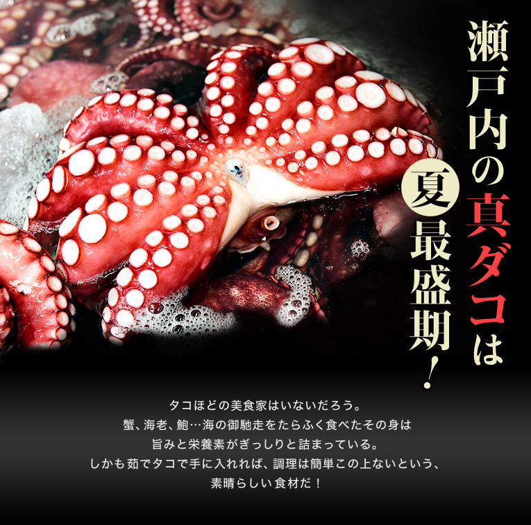 瀬戸内の真ダコは夏最盛期!