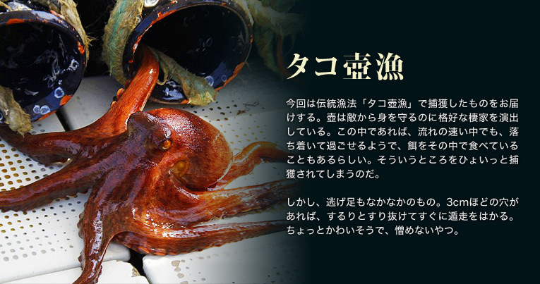 タコ壺漁