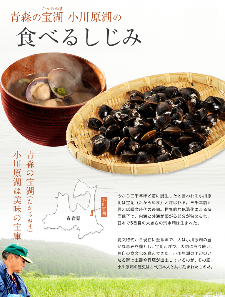 青森の宝沼 小川原湖の食べるしじみ!今から三千年ほど前に誕生したと言われる小川原湖は宝沼と呼ばれる。三千年前と言えば縄文時代の後期。世界的な低温化による海面低下で、内海と外海が繋がる部分が狭められ、日本で5番目の大きさの汽水湖は生まれた。縄文時代から現在に至るまで、人は小川原湖の豊かな恵みを糧とし、宝沼と呼び、大切に守り続け、独自の食文化を育んできた。小川原湖の周辺のいたる所で土器や貝塚が出土しているのが、その証。小川原湖の歴史は古代日本人と共に刻まれたものだ。