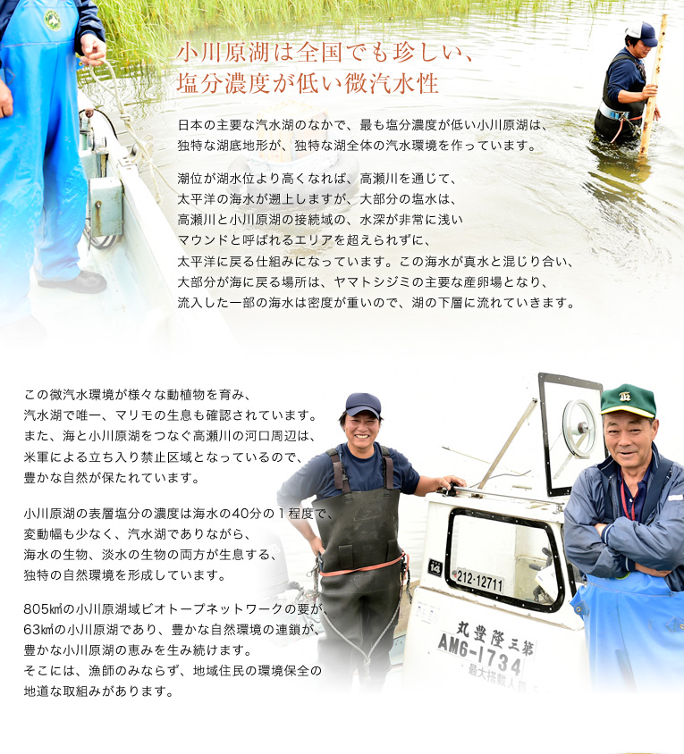 小川原湖は全国でも珍しい、塩分濃度が低い微汽水性。日本の主要な汽水湖のなかで、最も塩分濃度が低い小川原湖は、独特な湖底地形が、独特な湖全体の汽水環境を作っています。潮位が湖水位より高くなれば、高瀬川を通じて、太平洋の海水が遡上しますが、大部分の塩水は、高瀬川と小川原湖の接続域の、水深が非常に浅いマウンドと呼ばれるエリアを越えられずに、太平洋に戻る仕組みになっています。この海水が真水と混じり合い、大部分が海に戻る場所は、ヤマトシジミの主要な産卵場となり、流入した一部の海水は密度が重いので、湖の下層に流れていきます。この微汽水環境が様々な動植物を育み、汽水湖で唯一、マリモの生息も確認されています。また、海と小川原湖をつなぐ高瀬川の河口周辺は、米軍による立ち入り禁止区域となっているので、豊かな自然が保たれています。小川原湖の表層塩分の濃度は海水の40分の1程度で、変動幅も少なく、汽水湖でありながら、海水の生物、淡水の生物の両方が生息する、独特の自然環境を形成しています。805km2の小川原湖域ビオトープネットワークの要が、63km2の小川原湖であり、豊かな自然環境の連鎖が、豊かな小川原湖の恵みを生み続けます。そこには、漁師のみならず、地域住民の環境保全の地道な取組みがあります。