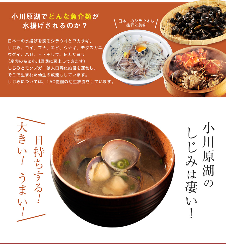 小川原湖でどんな魚介類が水揚げされるのか?日本一の水揚げを誇るシラウオとワカサギ、しじみ、コイ、フナ、エビ、ウナギ、モクズガニ、ウグイ、ハゼ、・・そして、何とサヨリ(産卵の為に小川原湖に遡上してきます)しじみとモクズガニは人口孵化施設を運営し、そこで生まれた幼生の放流もしています。しじみについては、150億個の幼生放流をしています。小川原湖のしじみは凄い!大きい!日持ちする!うまい!
【大きい】小川原湖のしじみは大和しじみ。それも15mm以上の4年貝以上の大きなしじみです。小川原湖のしじみは『食べるしじみ』がコンセプトで、小さい貝はリリースします。2Lサイズで18mm、3Lサイズで21mm以上です。3Lともなると、8年から9年掛かると言われています。
【日持ちする】小川原湖ではしじみ漁で機械の使用を認めていません。(例外:じょれんを引き上げる時だけ、機械動力を使っても良い)手掘りでじょれんを引くので、しじみが傷つきません。機械でじょれんを引けば、短時間に水揚げを増やす事ができますが、強い衝撃でしじみが舌を噛み、それが原因で早く死んでしまいます。小川原湖のしじみは乾燥しないようにして冷蔵庫で保管すれば、2週間は持ちます。もちろん、冷凍する保存法もありますが、冷蔵で活きたまま2週間というのは、凄い生命力です。
【うまい】小川原湖は八甲田山の東側を湖流域に持ち、ミネラル豊富な水が大量に流れ込むので、しじみの餌となるプランクトンが豊富で、身が肥えて、とても美味なしじみに育ちます。特に夏の土用しじみと、冬の寒しじみが美味と言われています。