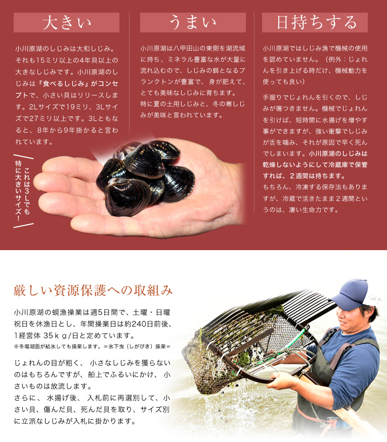 厳しい資源保護への取組み。小川原湖の蜆漁操業は週5日間で、土曜・日曜・祝日を休漁日とし、年間操業日は約240日前後、1経営体 35kg/日と定めています。冬場湖面が結氷しても操業します。=氷下曳(しがびき)操業=じょれんの目が粗く、小さなしじみを獲らないのはもちろんですが、船上でふるいにかけ、小さいものは放流します。さらに、水揚げ後、入札前に再選別して、小さい貝、傷んだ貝、死んだ貝を取り、サイズ別に立派なしじみが入札に掛かります。