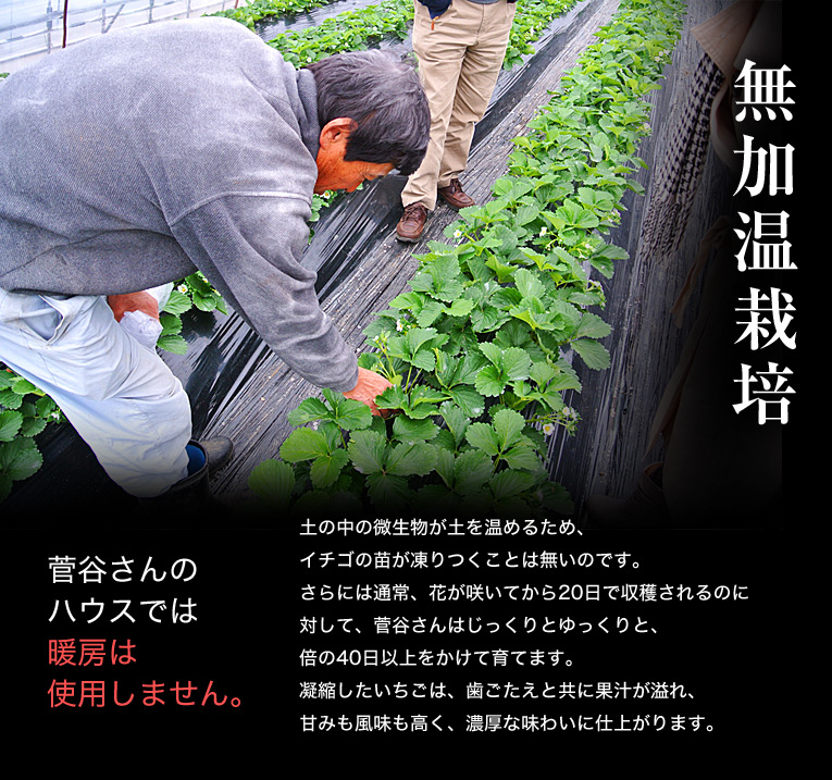 無加温栽培 菅谷さんのハウスでは暖房は 使用しません。 土の中の微生物が土を温めるため、イチゴの苗が凍りつくことは無いのです。さらには通常、花が咲いてから20日で収穫されるのに
対して、菅谷さんはじっくりとゆっくりと、倍の40日以上をかけて育てます。凝縮したいちごは、歯ごたえと共に果汁が溢れ、甘みも風味も高く、濃厚な味わいに仕上がります。