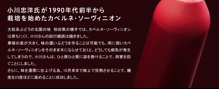小川忠洋氏が1990年代前半から栽培を始めたカベルネ・ソーヴィニオン
大粒系ぶどうの北限の地 秋田県の横手では、カベルネ・ソーヴィニオンは育ちにくく、小川さんの試行錯誤は続きました。寒暖の差が大きく、味の濃いぶどうを作ることは可能でも、雨に弱いカベルネ・ソーヴィニオンをそのまま木にならせておくと、どうしても病気が発生してしまうので、小川さんは、ひと房ひと房に袋を掛けることで、雨害を防ぐことにしました。さらに、味を濃厚に仕上げる為、10月末まで樹上で完熟させることで、糖度を23度ほどに高めることに成功しました。