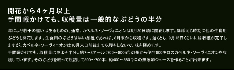 開花から4ヶ月以上 手間暇かけても、収穫量は一般的なぶどうの半分
年により若干の違いはあるものの、通常、カベルネ・ソーヴィニオンは6月20日頃に開花します。ほぼ同じ時期に他の生食用ぶどうも開花します。生食用のぶどうは早い品種であれば、8月末から収穫です。遅くとも、9月15日くらいには収穫が完了しますが、カベルネ・ソーヴィニオンは10月末日前後まで収穫をしないで、味を極めます。手間暇かけても、収穫量はおよそ半分。約7〜8アール(700〜800㎡)の畑から例年800キロのカベルネ・ソーヴィニオンを収穫しています。そのぶどうを絞って瓶詰して500〜700本、約400〜580キロの無添加ジュースを作ることが出来ます。