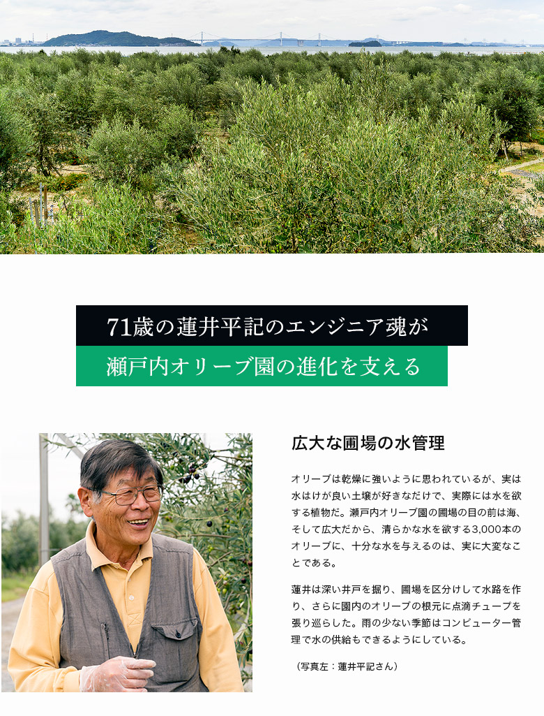 一粒たりとも園の外には廃棄物を出さない!
毎年、オリーブの剪定と圃場の除草と防風林の剪定で、大量の枝や葉が生じるが、それらをチップにした後、搾油粕と合わせて堆肥化して、オリーブの肥料として利用している。
また、オリーブの葉を乾燥粉末化して、オリーブハマチの餌にすることも、蓮井の仕事だ。さらに、オイルの搾油粕をオリーブ豚の餌として利用する乾燥設備も開発した。
こうした資源利用のエンジニアリングは、全て蓮井の手で進められている。
実際、2016年はオリーブの葉の粉末2.5トン、乾燥搾油粕を4.5トン、香川県が推奨するオリーブブランドの商品増産に貢献した。
オリーブは捨てるところがない農産物と言っても過言ではないが、それには蓮井の存在が欠かせない。
最高の手摘みグリーンオリーブから、僅かに搾れる珠玉のオイル
10月上旬から、オリーブの実の収穫は始まる。その頃の緑のオリーブの実の搾油率は僅かに1%。1本(120ml)のオイルに必要な実は何と12kgにもなる。
大人1人が手摘み収穫できる量は、1日30〜40kg(12kgの収穫には3時間かかる)
それだけ貴重なオイルは、猛烈に辛く、フルーティーで香り高く、まさに緑のオリーブのエッセンスと呼べる逸品!
このレベルになると、毎日スプーンで飲みたくなるオリーブの命の恵みだ。
人類史上最初にオリーブを利用したのは、古代メソポタミア文明だったと言われている。当時のオリーブオイルは人々にとって最高の食品であり、薬のような存在だったと想像されている。まさに、この緑のオイルの存在感はそのレベルと言えるだろう。
様々なオリーブ品種が育つ瀬戸内オリーブの、品種別オリーブドルチェ、品種別オイルも、これから非常に楽しみな企画だ。
オリーブ園設立から6年で金賞受賞
オリーブ ジャパン® 国際エキストラバージンオリーブオイルコンテスト2017
世界でも有数の国際オリーブオイルコンテストで金賞受賞し、今後の発展が楽しみな瀬戸内オリーブ園。オリーブオイルに限らず、オリーブドルチェ(新漬け)、オリーブビネガー、化粧品など、様々な企画が進められている。
松浦玲子の地域への想いがミッションとなり、蓮井のエンジニアリング魂がビジョンを具現化する!まさに、そんなオリーブ園が瀬戸内オリーブだ。
塩田が油田に!まさに、坂出らしい未来の姿は夢がある。
㈱食文化 代表 萩原章史