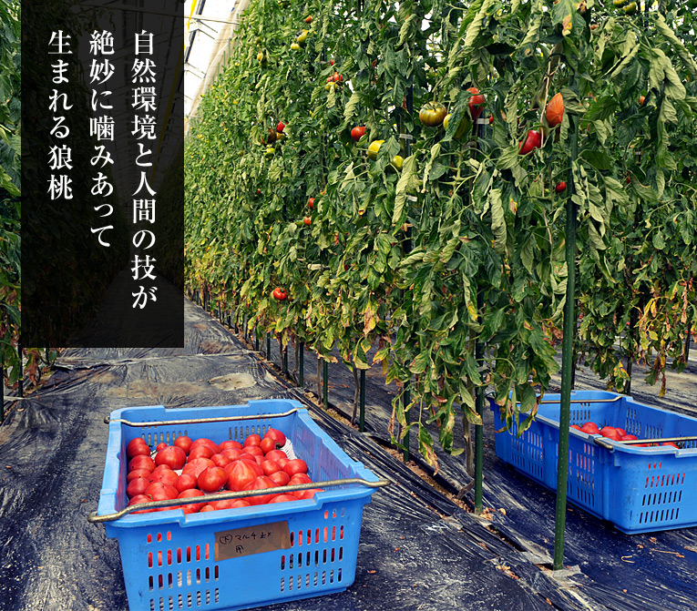 自然環境と人間の技が 絶妙に噛みあって生まれる狼桃 狼桃を作るDMファーマーズは、 常に自らを追い込んで、 究極のトマト作りに挑み続けています。