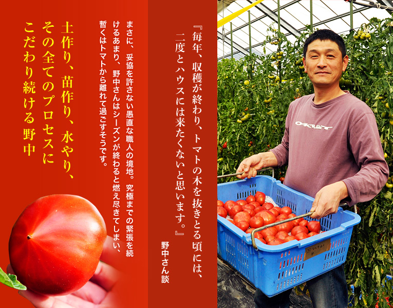 土作り、苗作り、水やり、その全てのプロセスに こだわり続ける野中 『毎年、収穫が終わり、トマトの木を抜きとる頃には、二度とハウスには来たくないと思います。』 野中氏談
まさに、妥協を許さない愚直な職人の境地。究極までの緊張を続けるあまり、野中さんはシーズンが終わると燃え尽きてしまい、暫くはトマトから離れて過ごすそうです。