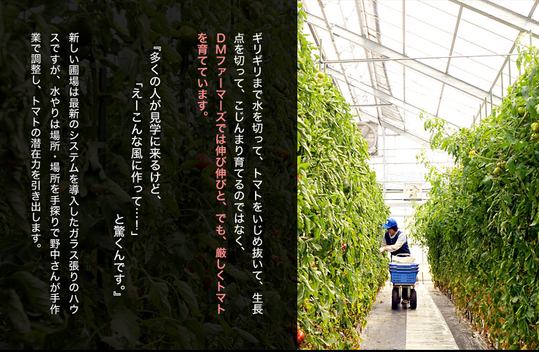ギリギリまで水を切って、トマトをいじめ抜いて、生長点を切って、こじんまり育てるのではなく、DMファーマーズでは伸び伸びと、でも、厳しくトマトを育てています。
『多くの人が見学に来るけど、『えー こんな風に作って・・・』と驚くんです。』 野中氏談
新しい圃場は最新のシステムを導入したガラス張りのハウスですが、水やりは場所・場所を手探りで野中さんが手作業で調整し、トマトの潜在力を引き出します。