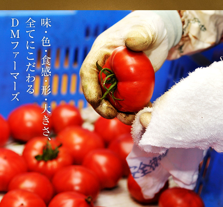 【味・色・食感・形・大きさ、 全てにこだわる DMファーマーズ】狼桃の究極度を担保する仕組みは、実は作り手とトマトの品質管理担当者が違うことにあります。品質(味が一番、食感・色・形・大きさ等)を担当するのは田中さんです。『あんまり、色をうるさく言うから、辞める人が多くて・・・』 田中さん談
収穫時か否かの色の判定は、その日の天候や個人の色覚の差異により差が出るのは当然です。もちろん、人工的な色ではなく、植物が生みだす色ですから、差が出て当たり前と言っても過言ではないです。ただ、DMファーマーズでは収穫のパートの方々にも、細々と指示するので、赤色の呪縛にはまって、辞めていく方も多いそうです。