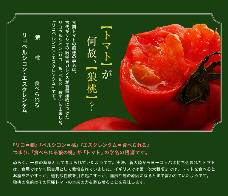 トマトが何故、狼桃? 食用トマトの原種の学名は古代ギリシャの医学者ガレノスが有毒植物につけた、リコペルシオン(リコ=狼・ペルド=殺す)に由来した、リコペルシコン・エスクレンタムです。『リコ=狼』『ペルシコン=桃』『エスクレンタム=食べられる』つまり、食べられる狼の桃がトマトの学名の語源です。恐らく、一種の薬草として考えられていたようです。実際、新大陸からヨーロッパに持ち込まれたトマトは、食用ではなく観賞用として栽培されていました。イギリスでは第一次大戦頃までは、トマトを食べるとお腹を冷やすとか、過剰な性欲を引き起こすとか、痛風や癌の原因になるとまで言われていたようです。 狼桃の名前はその原種トマトの本来の力を蘇らせることを意味します。