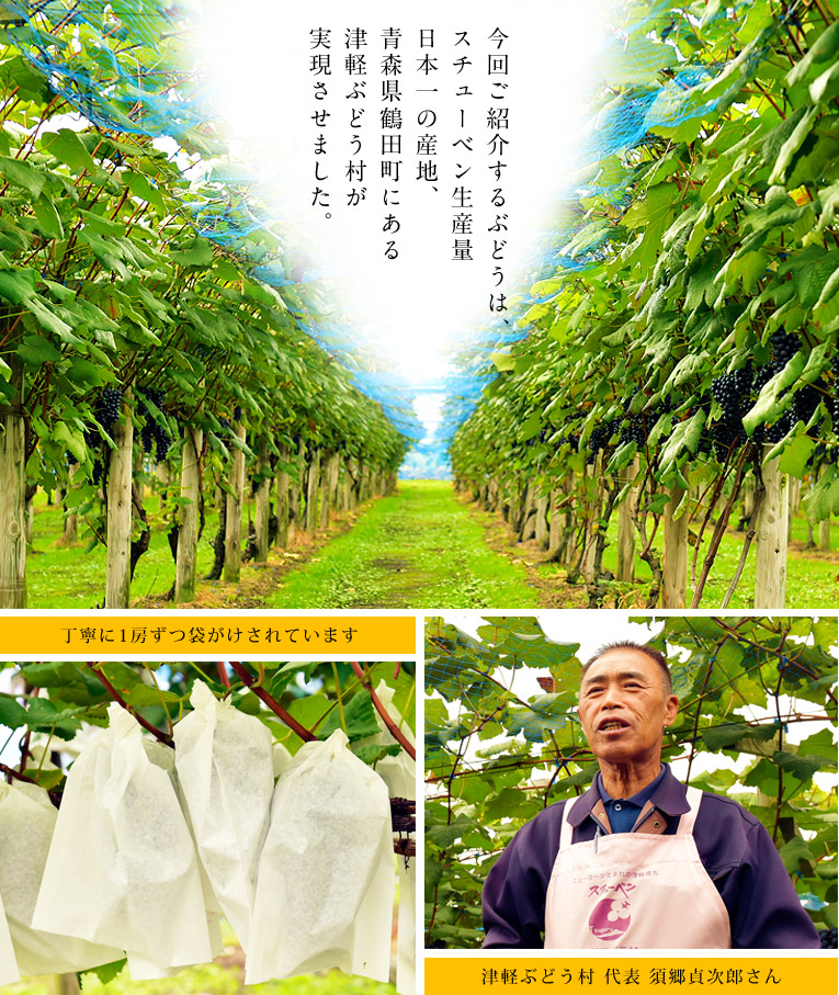 今回ご紹介するぶどうは、スチューベン生産量日本一の産地、青森県鶴田町にある津軽ぶどう村が実現させました。丁寧に1房ずつ袋がけされています。津軽ぶどう村代表 須郷貞次郎さん