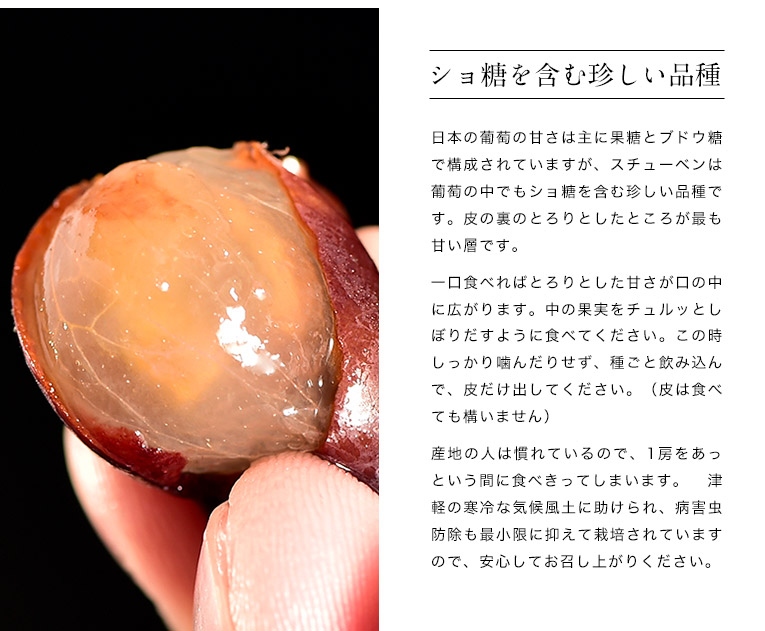 ショ糖を含む珍しい品種。日本の葡萄の甘さは主に果糖とブドウ糖で構成されていますが、スチューベンは葡萄の中でもショ糖を含む珍しい品種です。皮の裏のとろりとしたところが最も甘い層です。一口食べればとろりとした甘さが口の中に広がります。中の果実をチュルッとしぼりだすように食べてください。この時しっかり噛んだりせず、種ごと飲み込んで、皮だけ出してください。(皮は食べても構いません)産地の人は慣れているので、1房をあっという間に食べきってしまいます。津軽の寒冷な気候風土に助けられ、病害虫防除も最小限に抑えて栽培されていますので、安心してお召し上がりください。