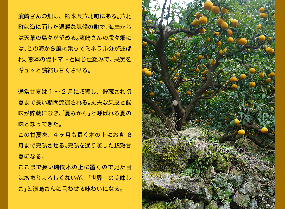 濱崎さんの畑は、熊本県芦北町にある。芦北町は海に面した温暖な気候の町で、海岸からは天草の島々が望める。濱崎さんの段々畑には、この海から風に乗ってミネラル分が運ばれ、熊本の塩トマトと同じ仕組みで、果実をギュッと濃縮し甘くさせる。通常甘夏は1〜2月に収穫し、貯蔵され初夏まで長い期間流通される。丈夫な果皮と酸味が貯蔵にむき、「夏みかん」と呼ばれる夏の味となってきた。この甘夏を、4ヶ月も長く木の上におき6月まで完熟させる。完熟を通り越した超熟甘夏になる。ここまで長い時間木の上に置くので見た目はあまりよろしくないが、「世界一の美味しさ」と濱崎さんに言わせる味わいになる。